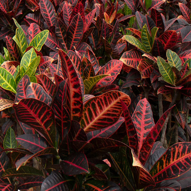 Croton Petra acheter