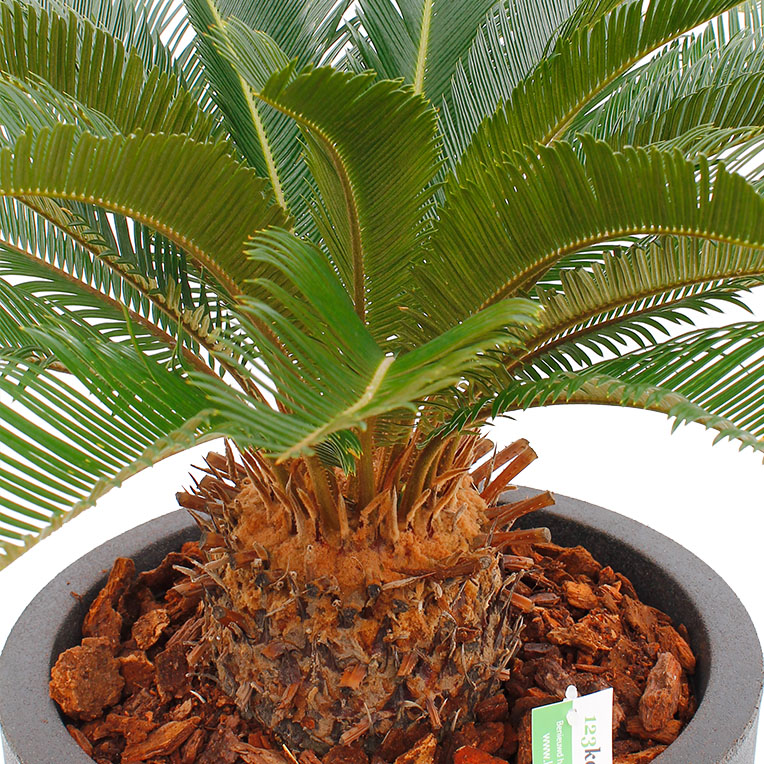 Le Cycas pousse lentement