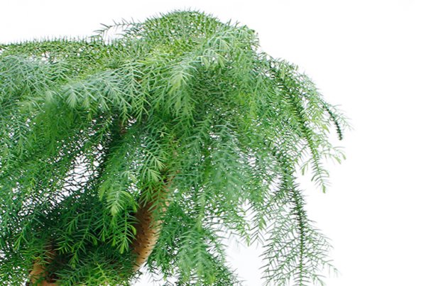 Plante d'intérieur Araucaria