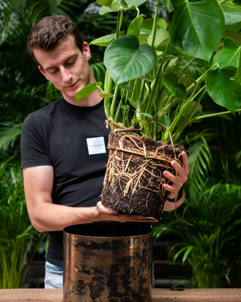 Rempotage du Monstera