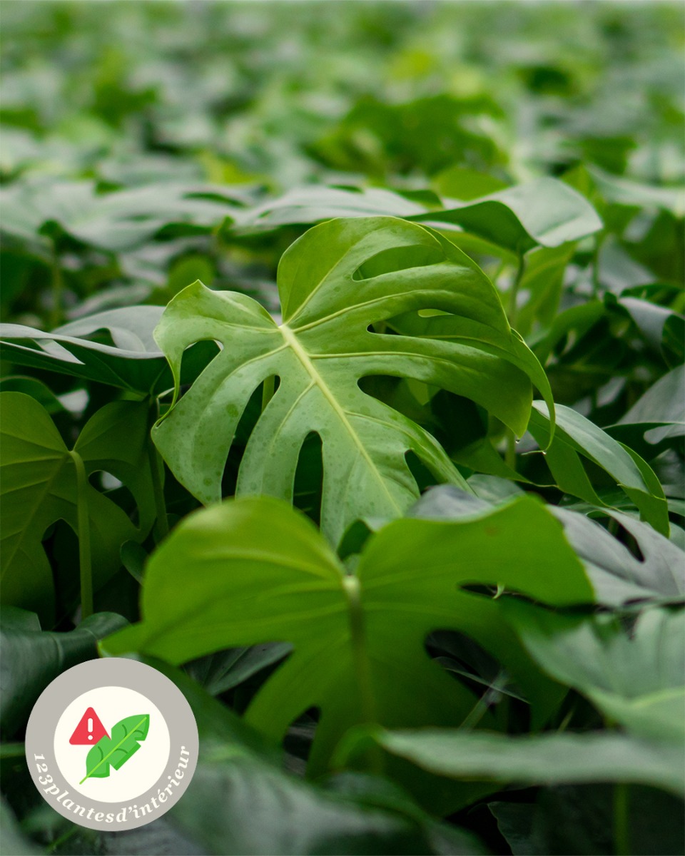 Le Monstera fleurit-il