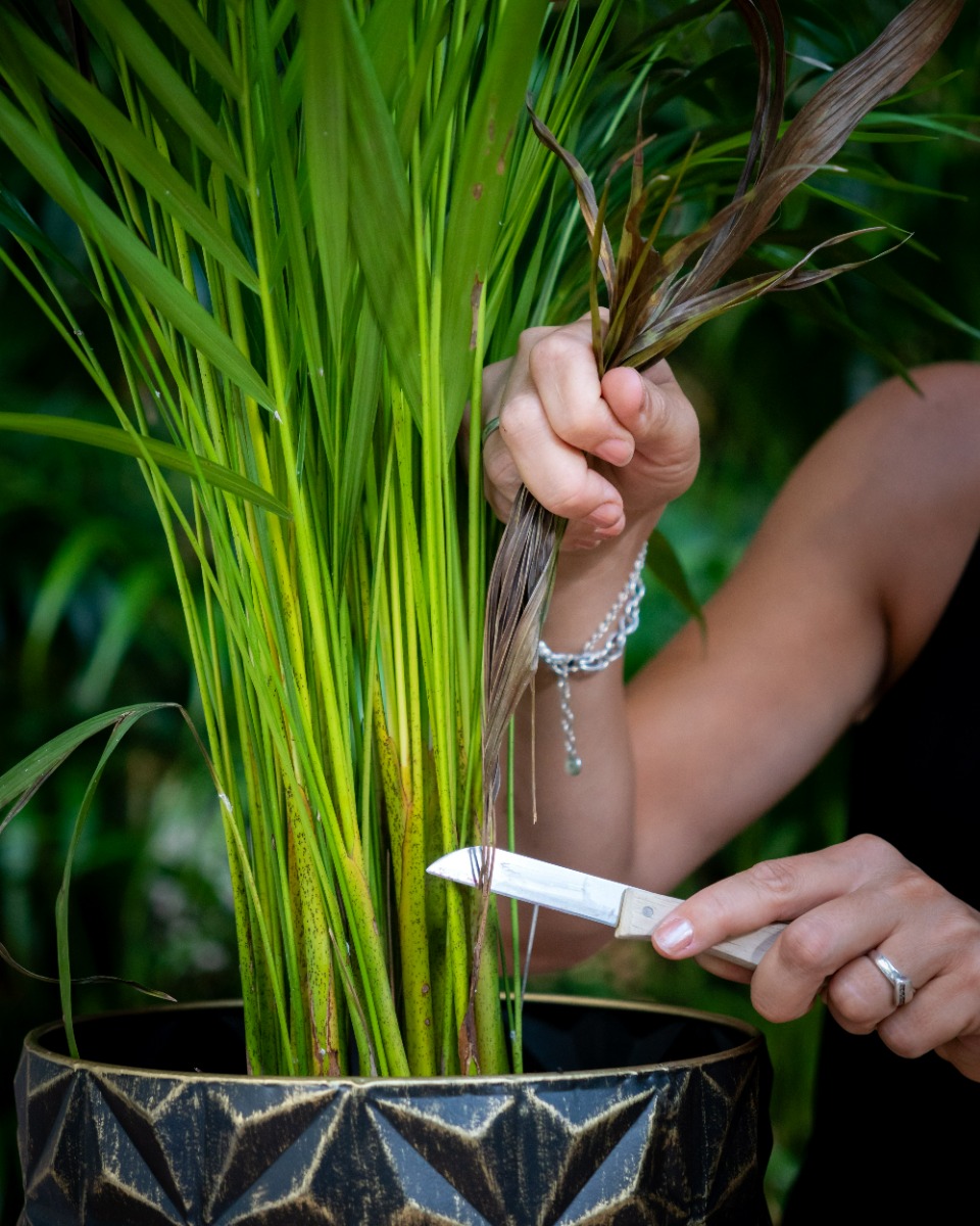 Taille de l'Areca