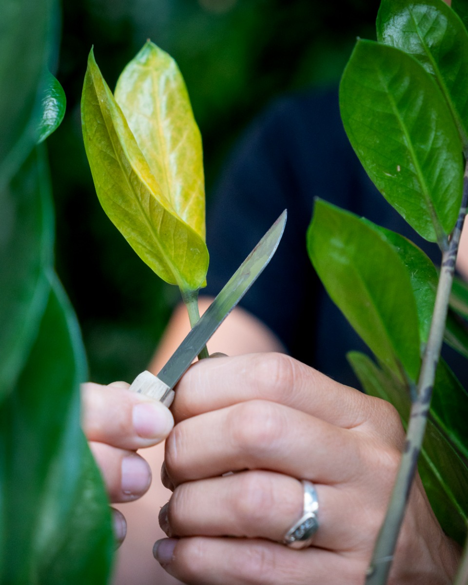 Tailler de Zamioculcas