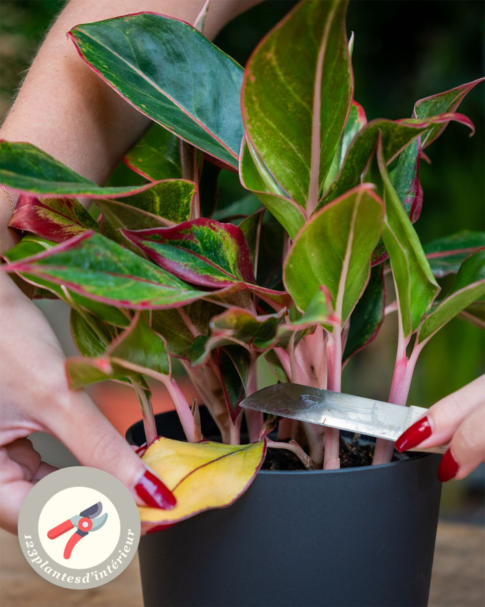 Taille de l'Aglaonema