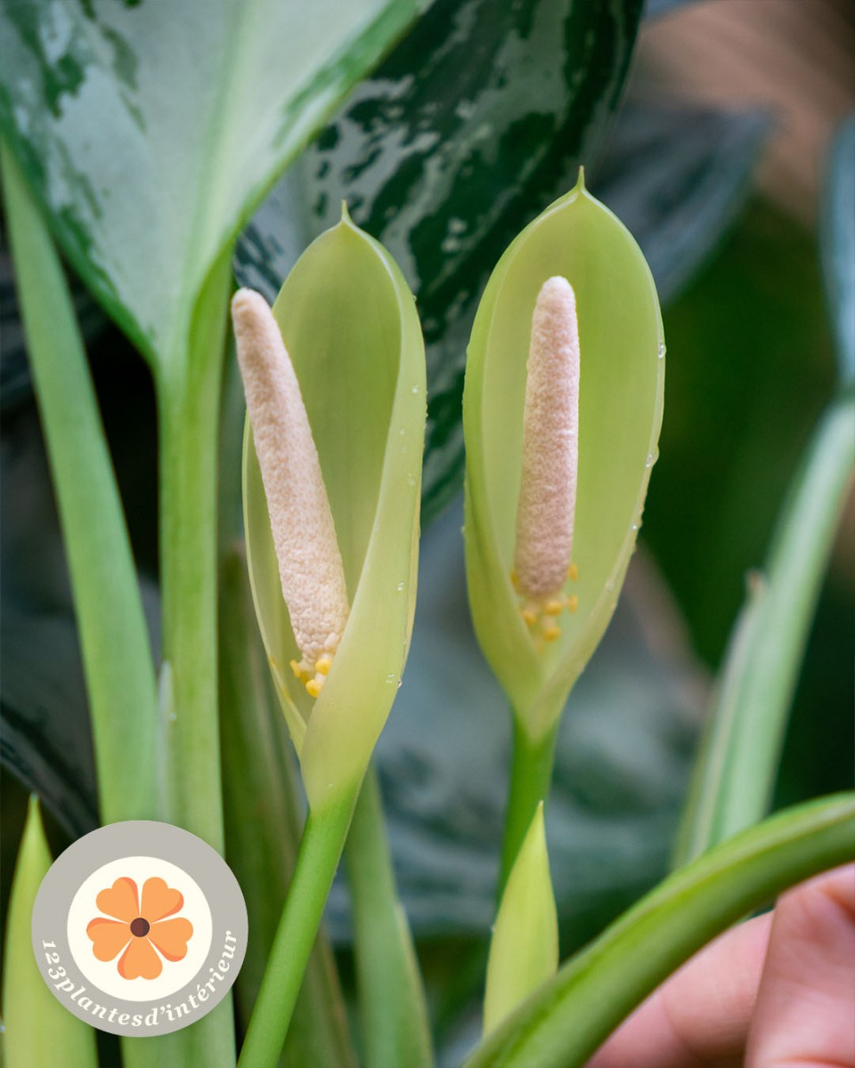 Plantes d'Aglaonema