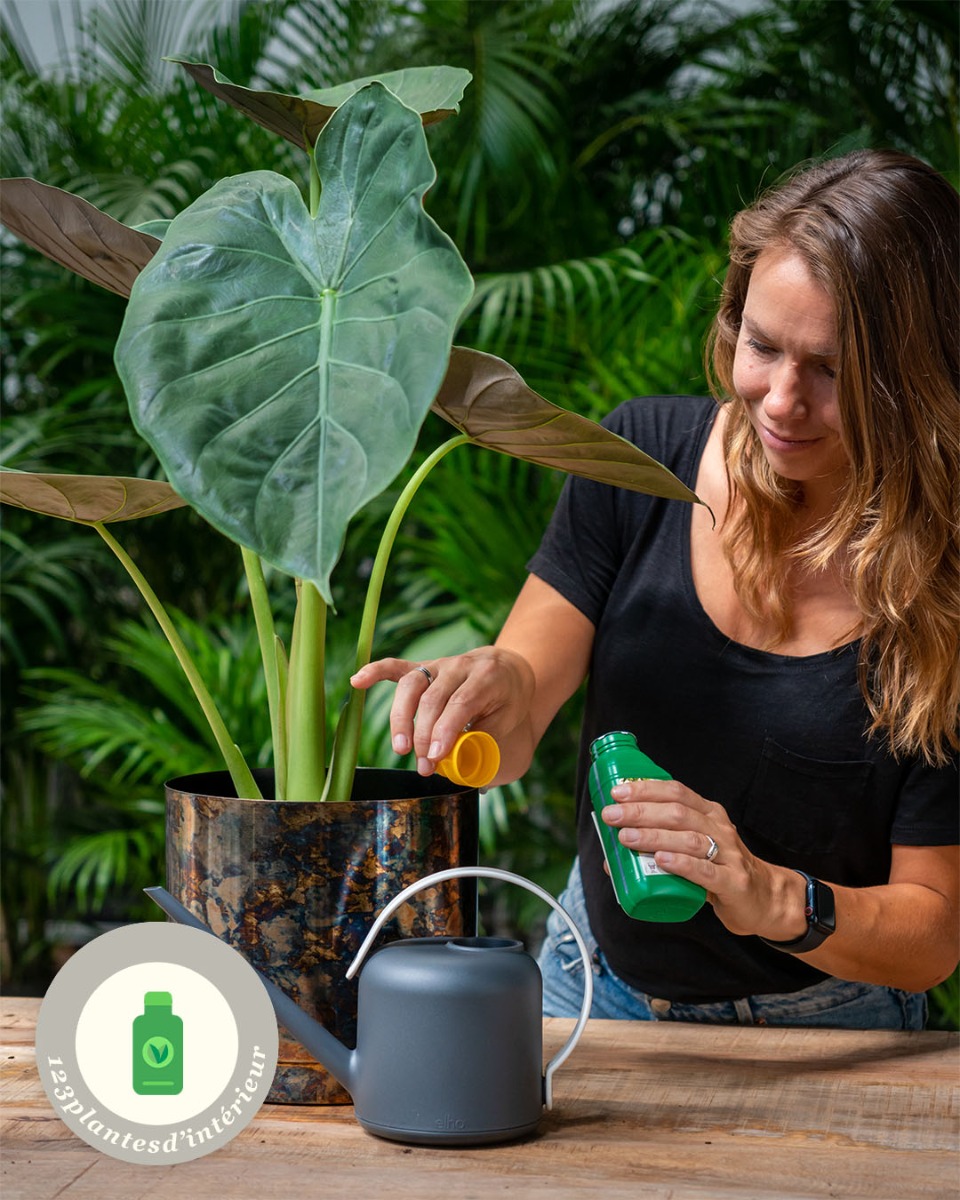 Alocasia dans le salon