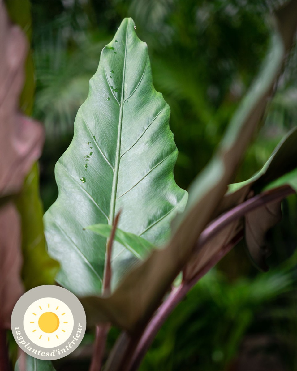 Alocasia au soleil