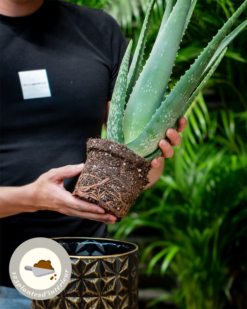 Rempotage de l'aloe vera