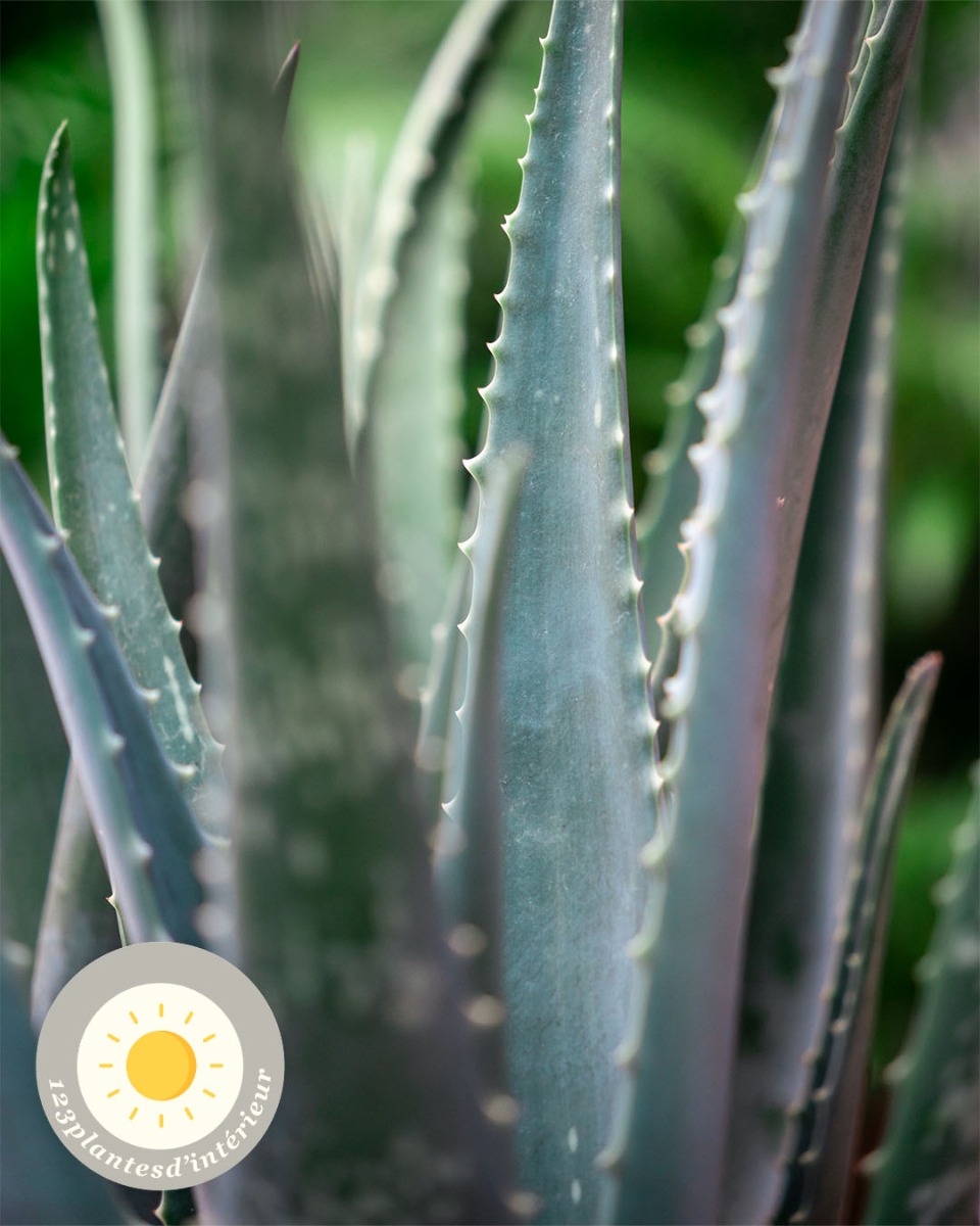 emplacement de l'aloe vera