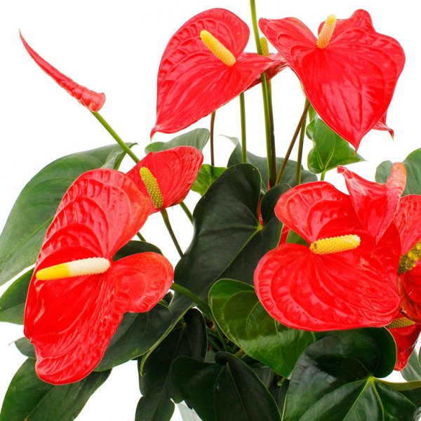 Anthurium à fleurs