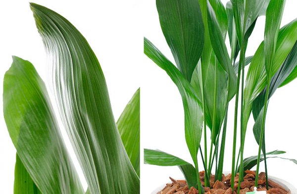 Aspidistra feuille et tige