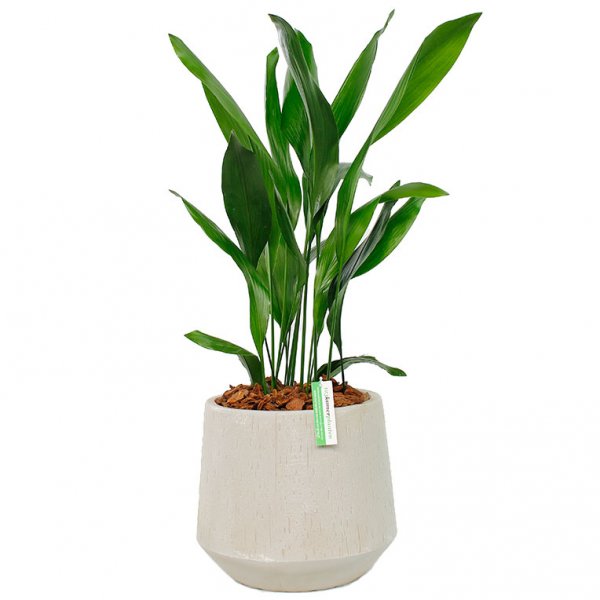 Aspidistra rempoté en pot