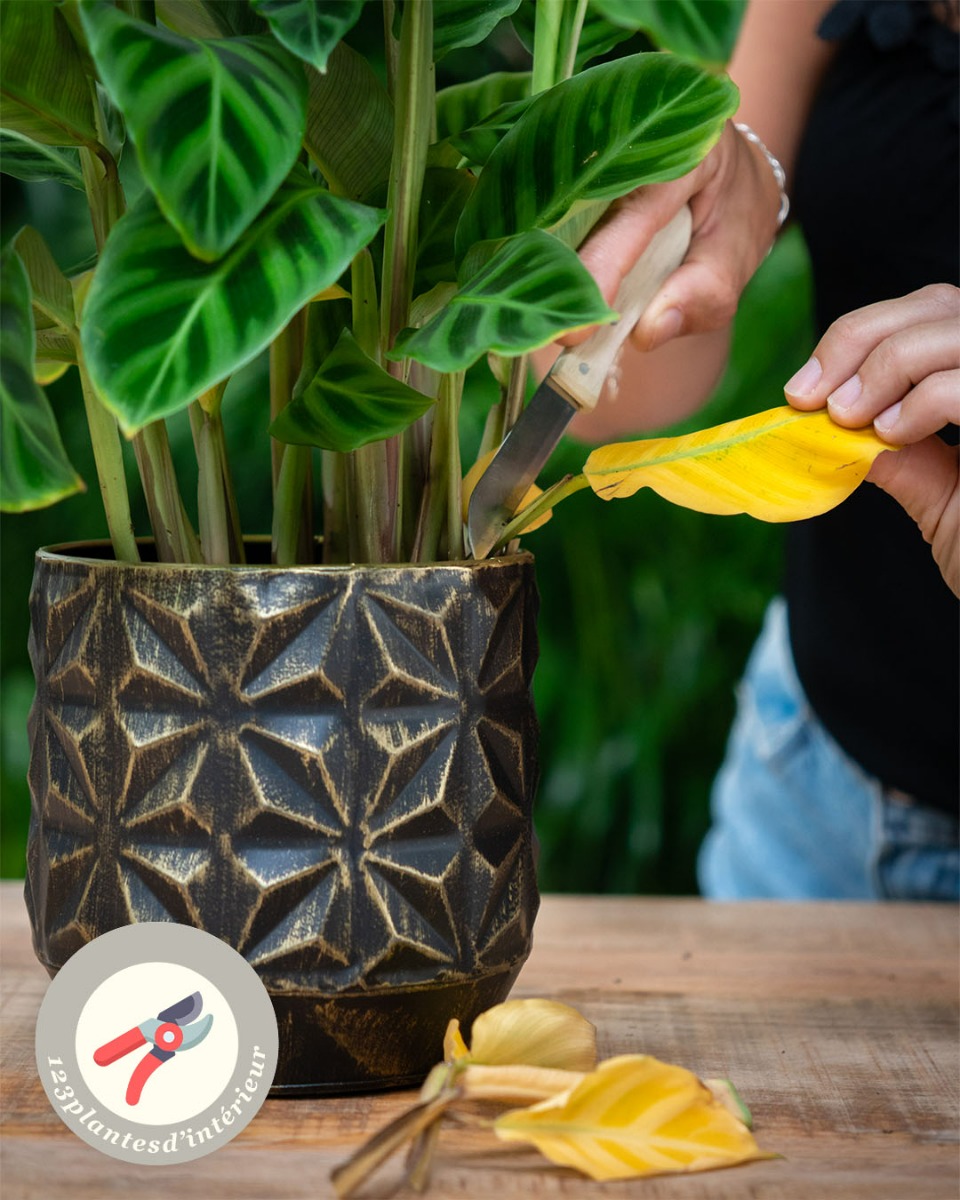 Tige et feuille de Calathea