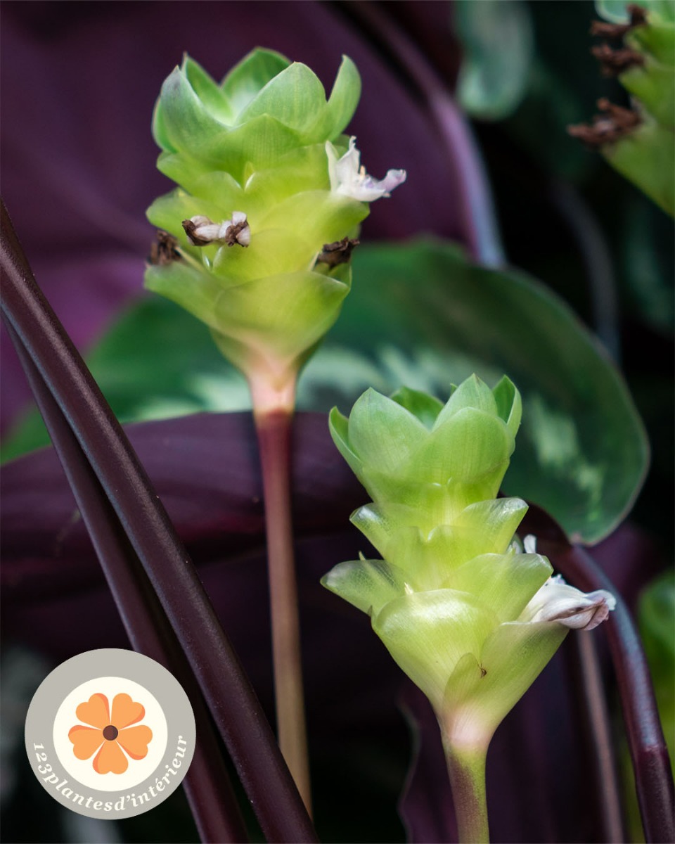 calathea en fleurs