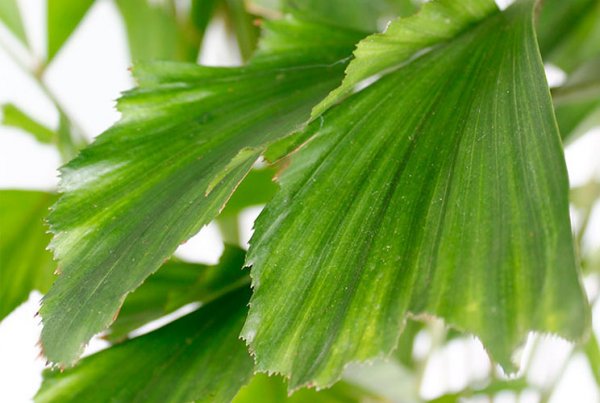 Feuille de Caryota Mitis