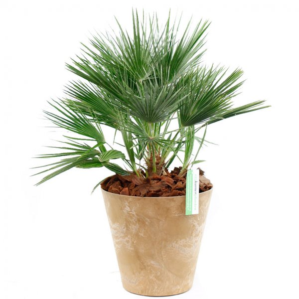 Chamaerops Humilis en pot