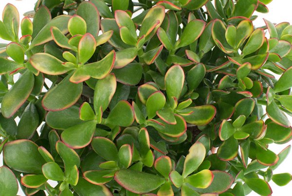 Crassula vu d'en haut