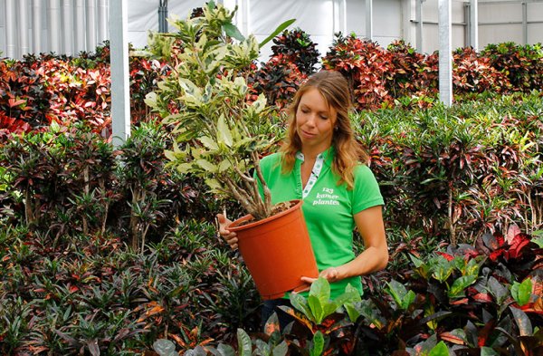 Croton dans la pépinière