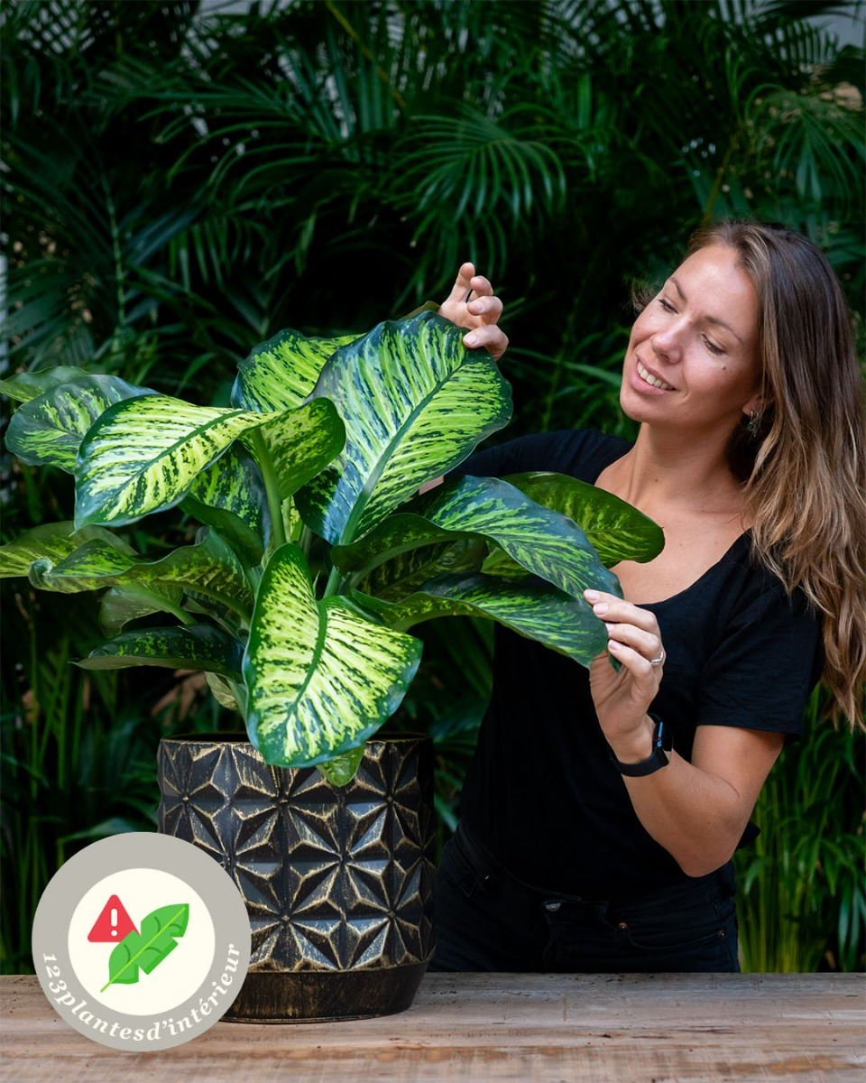 Dieffenbachia jeunes feuilles