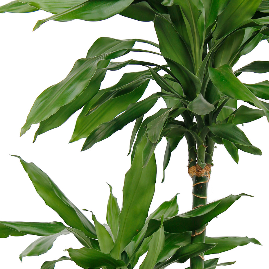 Dracaena Janet