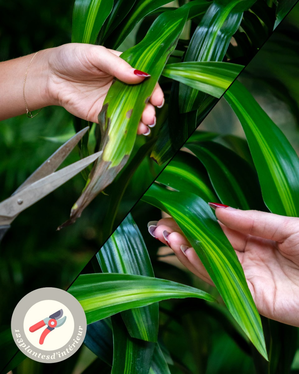 Taille et élagage de Dracaena