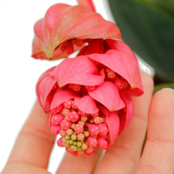 Medinilla en fleurs