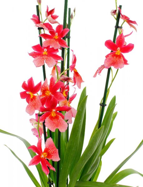 Orchidée rouge 