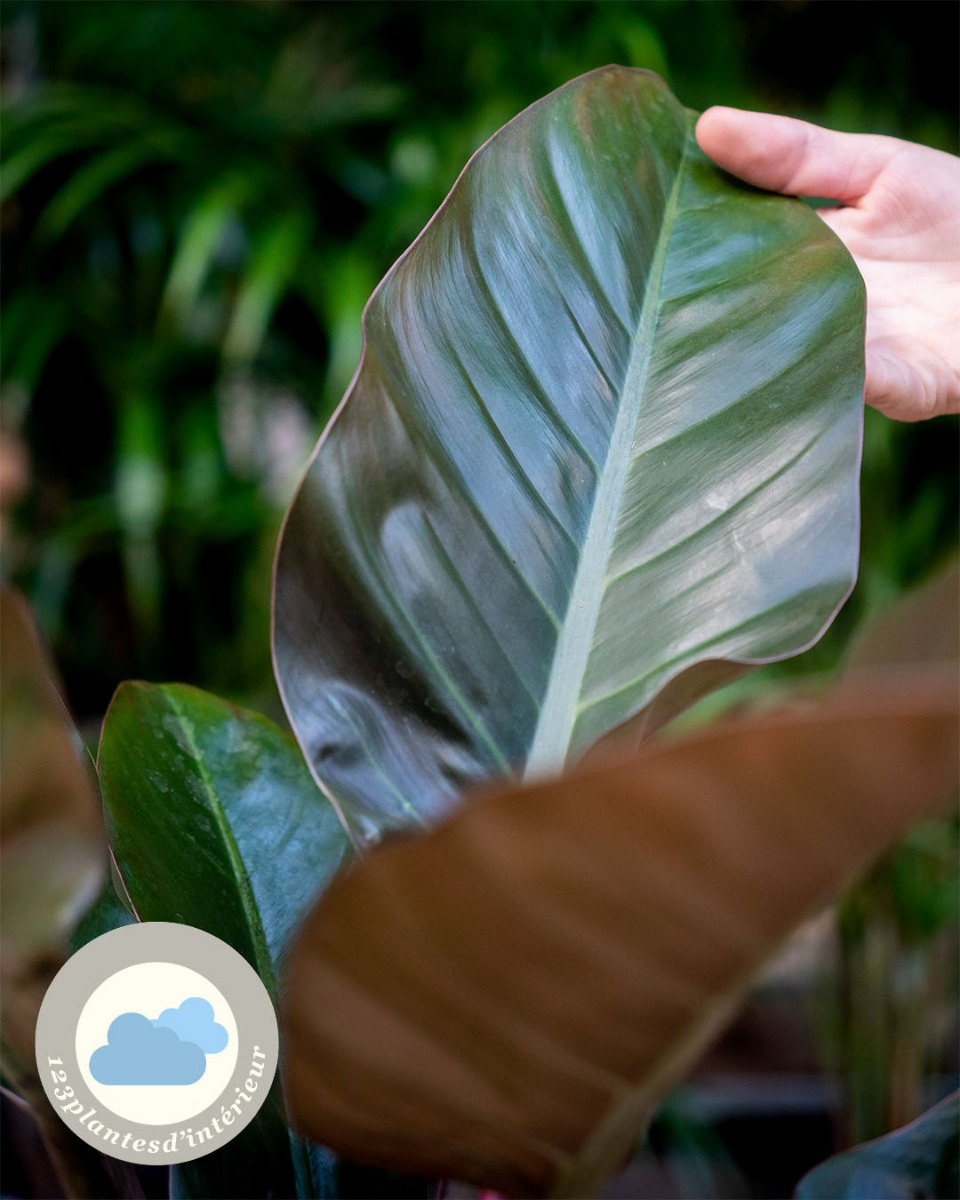 Feuilles de philodendron