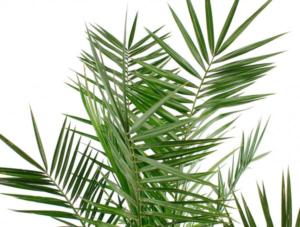 Feuille de palmier Phoenix Canariensis