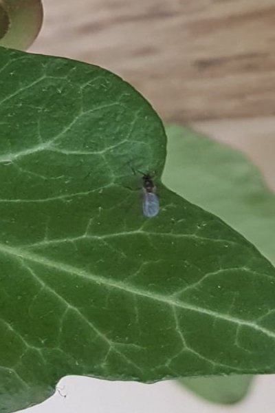 Mouche du deuil sur une feuille