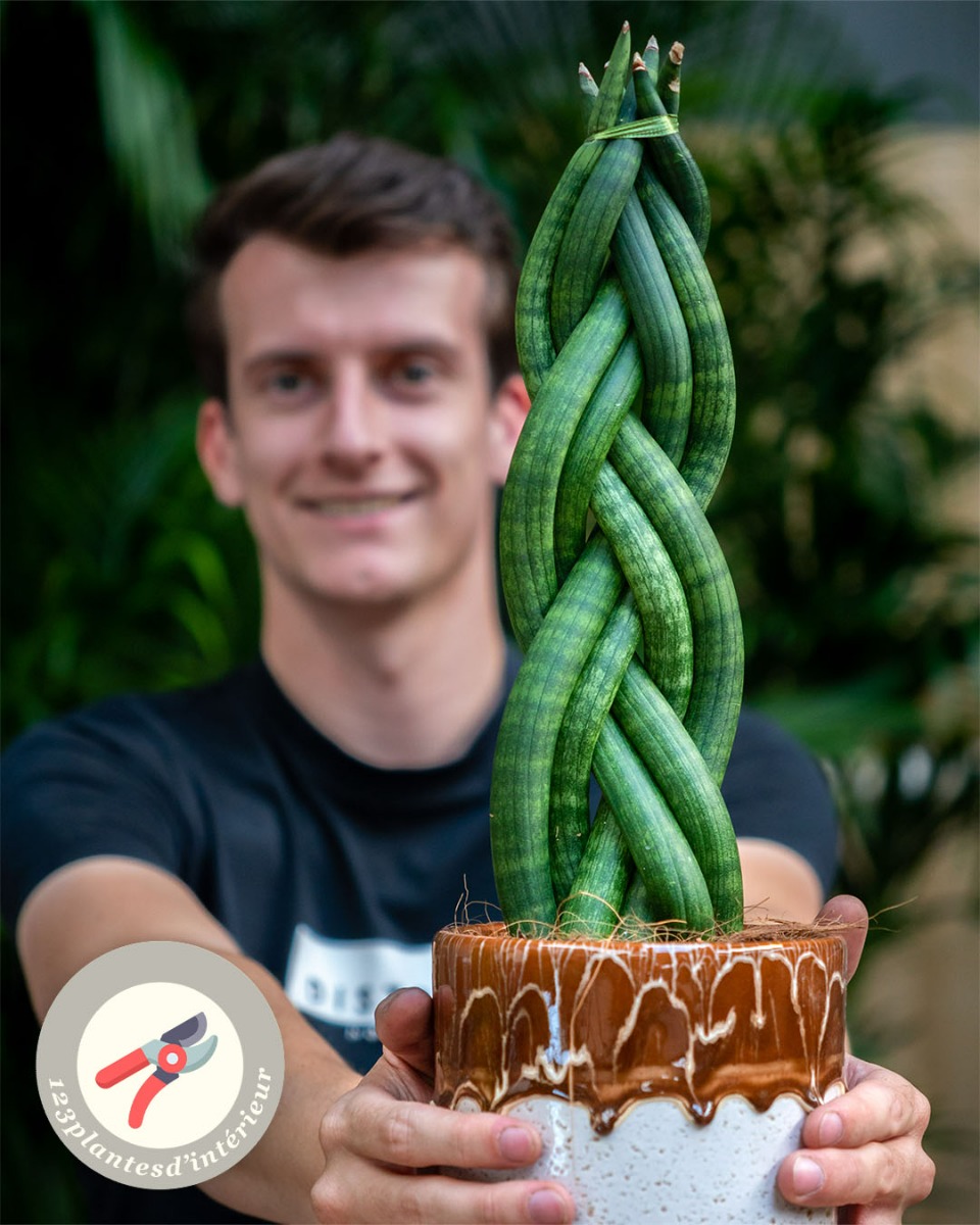 Tige de Sansevieria