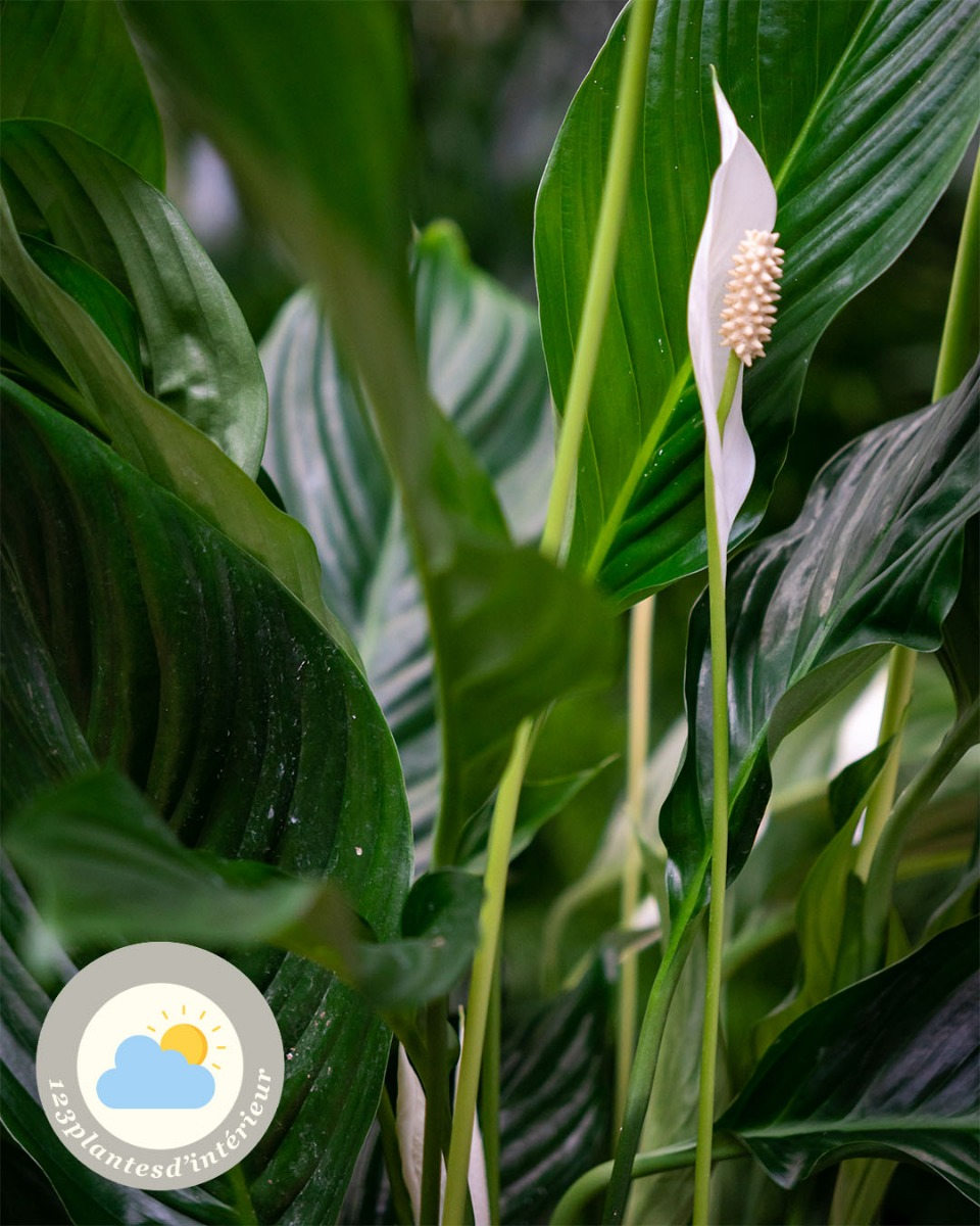 Fleur de Spathiphyllum