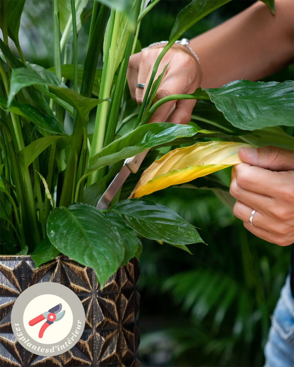 Taille et élagage du Spathiphyllum