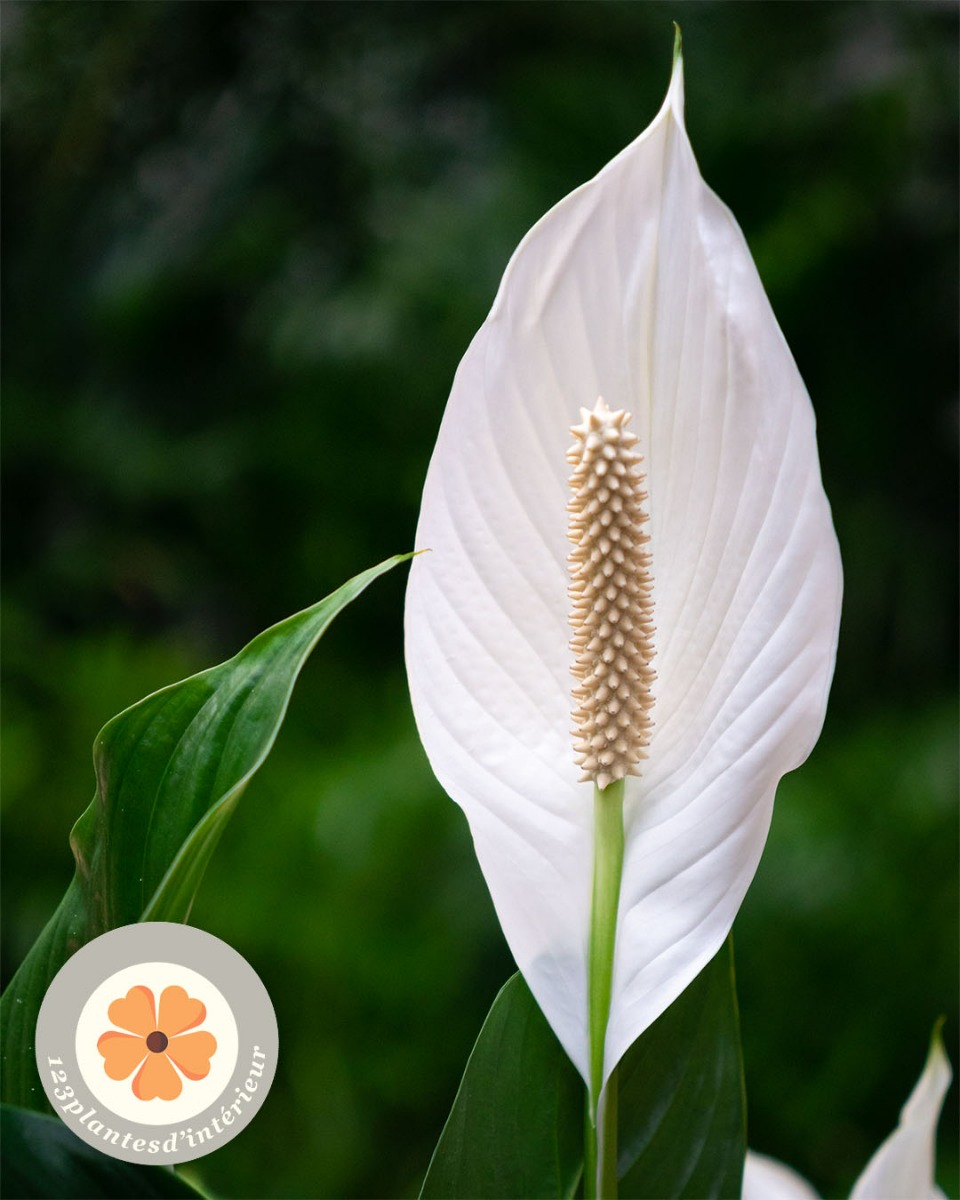 Spathiphyllum en fleurs