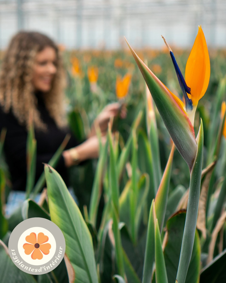 Strelitzia en fleurs