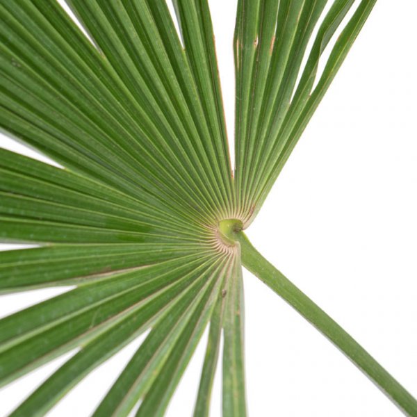 Feuille de Trachycarpus