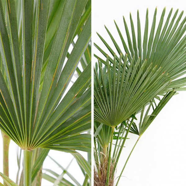 Nutrition de Trachycarpus