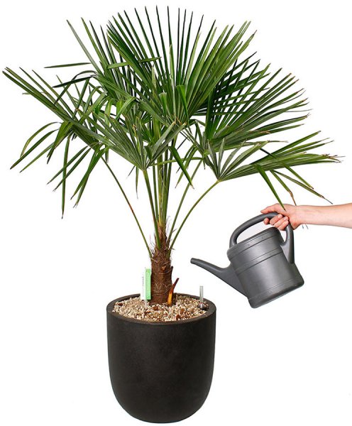 arroser des Trachycarpus