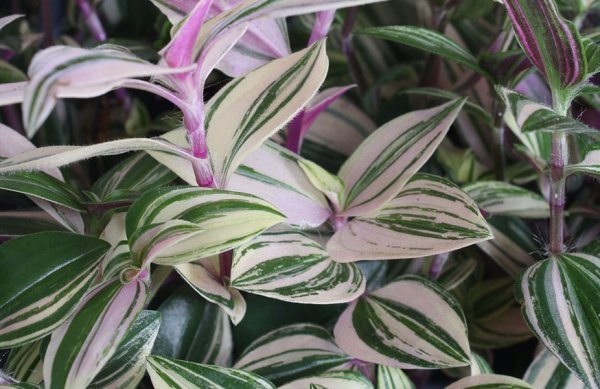 nourriture pour le Tradescantia 