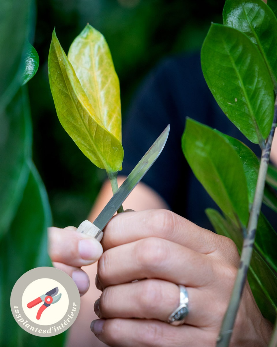 Taille et élagage de Zamioculcas